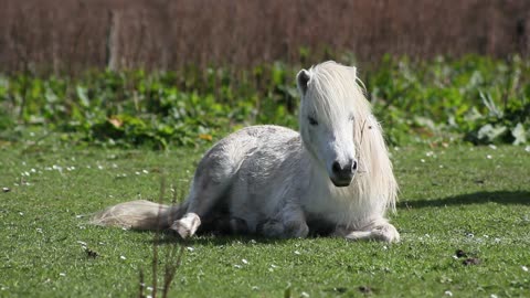 Ponies On The Grass In A Horse Farm