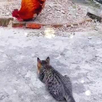 قطة تتعارك مع دجاجة