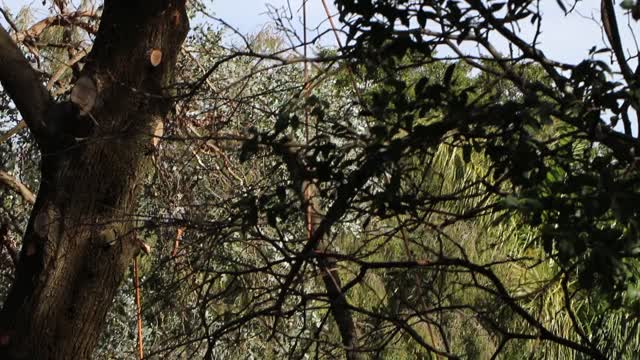 Skilful tree lopper cutting off pine branches