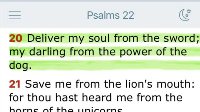 Military dogs!!!….