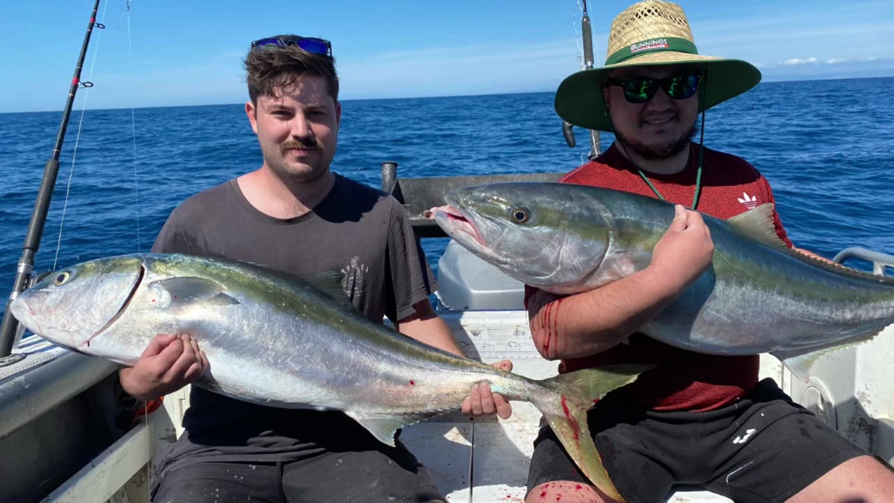 Yellow tail kingfish on the bite