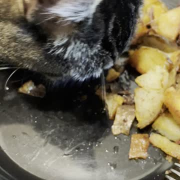 Invasion of the home fry snatcher