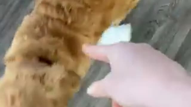 Dog is excitedto show mom the mess he made while she was gone.