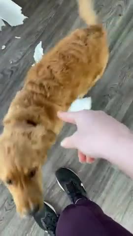 Dog is excitedto show mom the mess he made while she was gone.