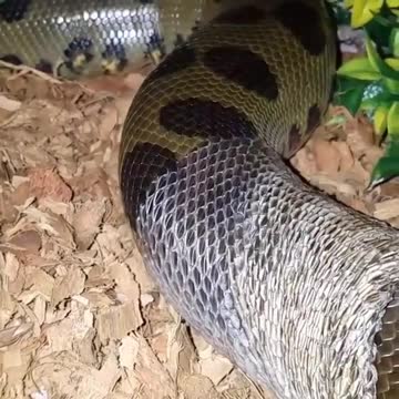 Snake close-up 🐍 change skin