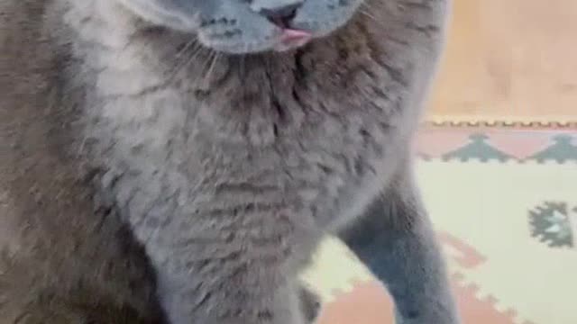 Cat's Funny reaction; "DON'T TOUCH ME!"