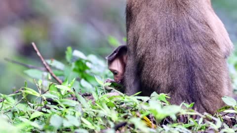 The dolphin tail monkey