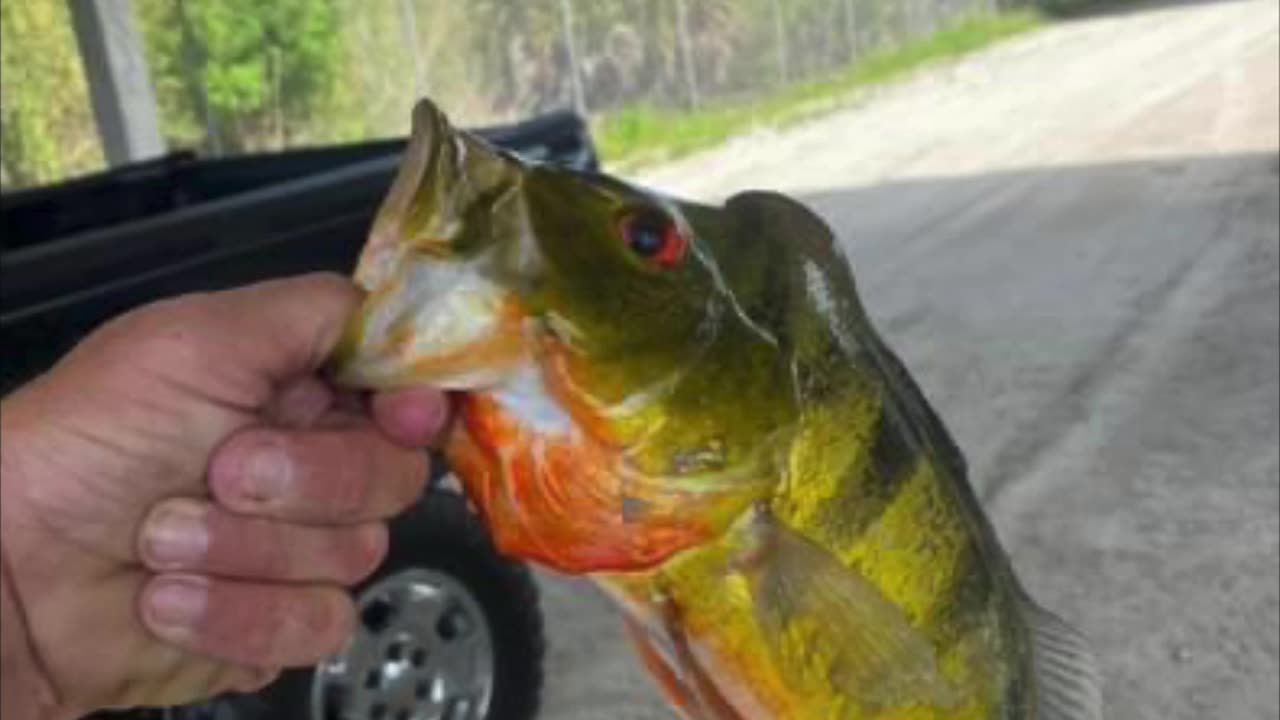 Fishing in the glades