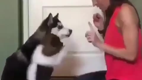 Puppies are cute when their owners play with them