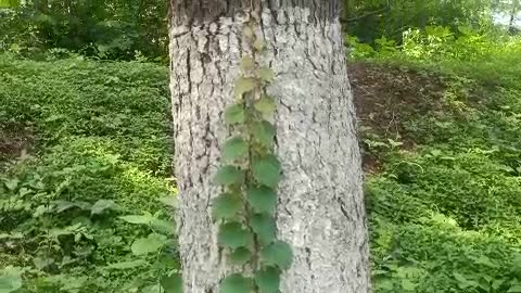 What kind of plant is this, it can climb trees.