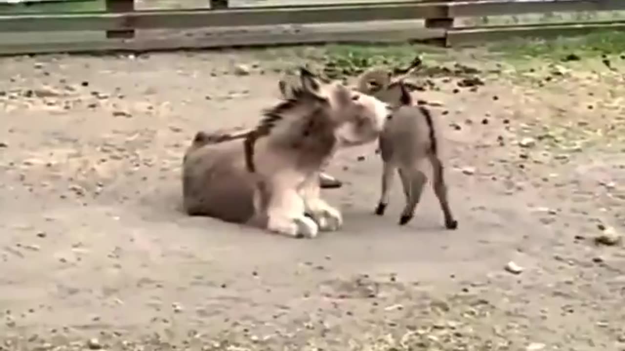 Mama donkey and her little baby