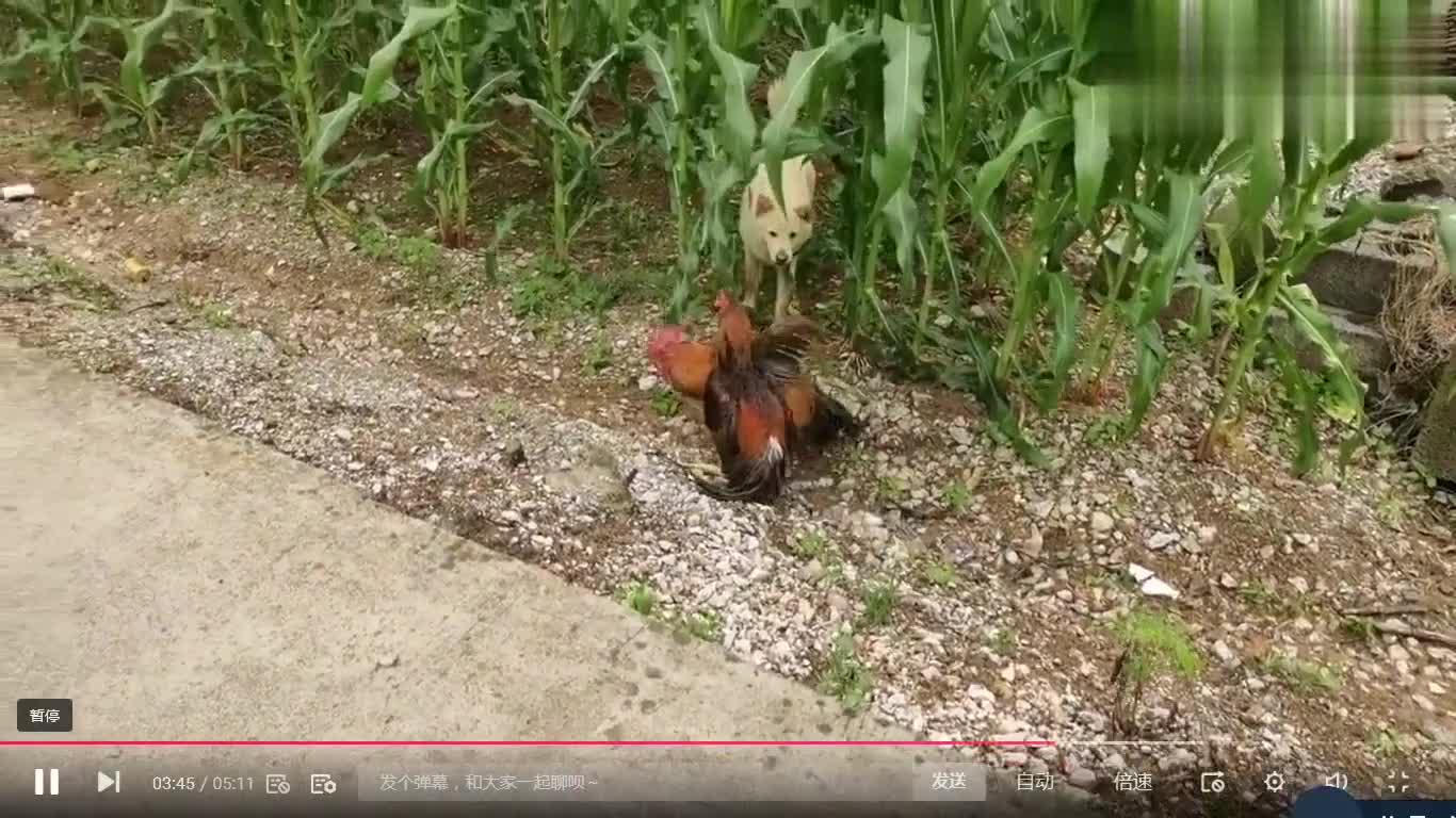 玉米地里的战斗Battle in the cornfield