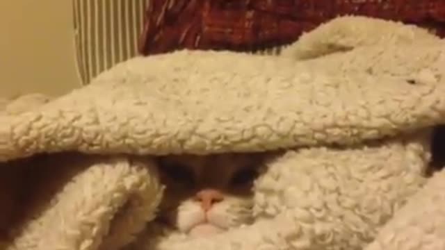 Cute cat doesn't want hooman to touch his own little fort