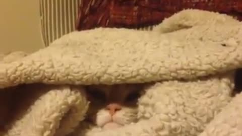 Cute cat doesn't want hooman to touch his own little fort