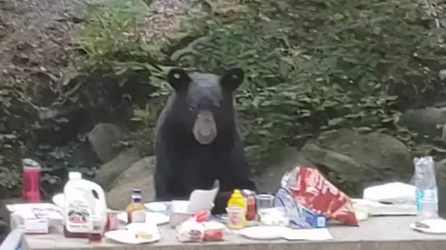 Watch! Big Bear dinning and chilling