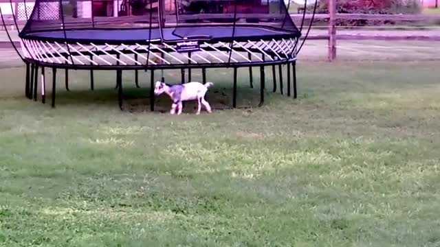 Goat with neurological damage jumps for joy at sanctuary