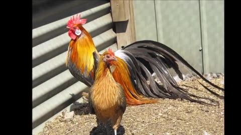 Top 10 Most Strange Chicken Breeds