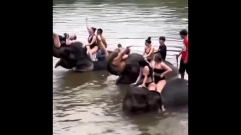 Elephant riding