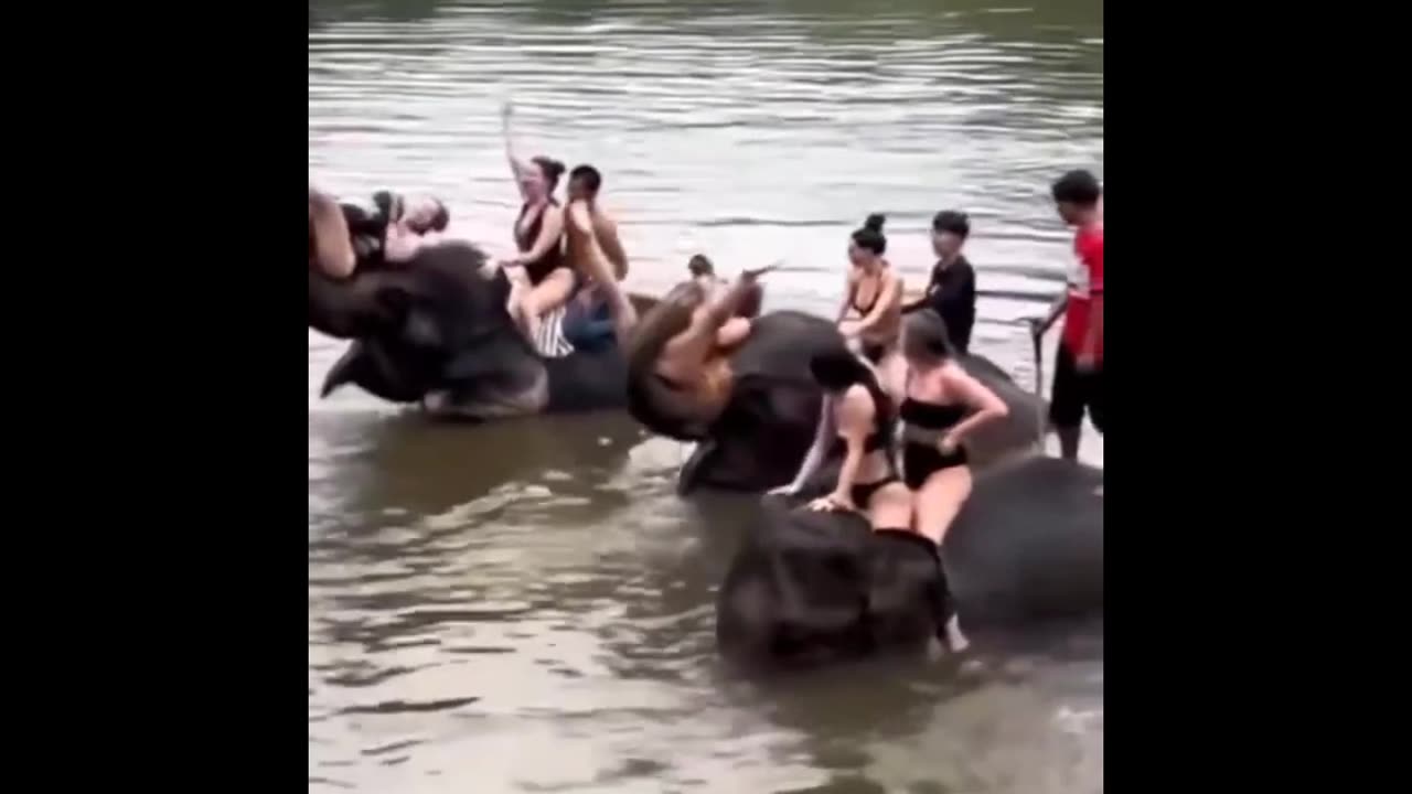 Elephant riding