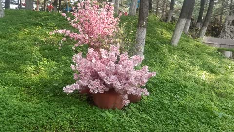 These two bouquets of flowers are so pretty