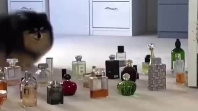DOG jumping perfume