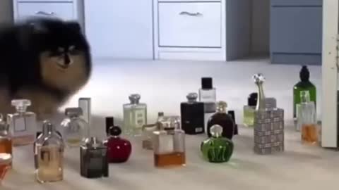 DOG jumping perfume