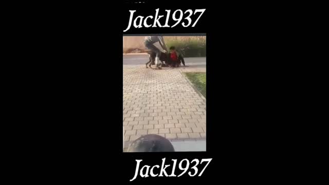 A dog attacks a human