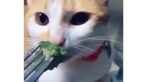 My cat tried to eat broccoli