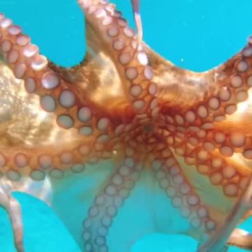 25+ Awesome Ocean Virtual Field Trips & Teacher Resources | Aquarium Virtual Field Trip for Kids