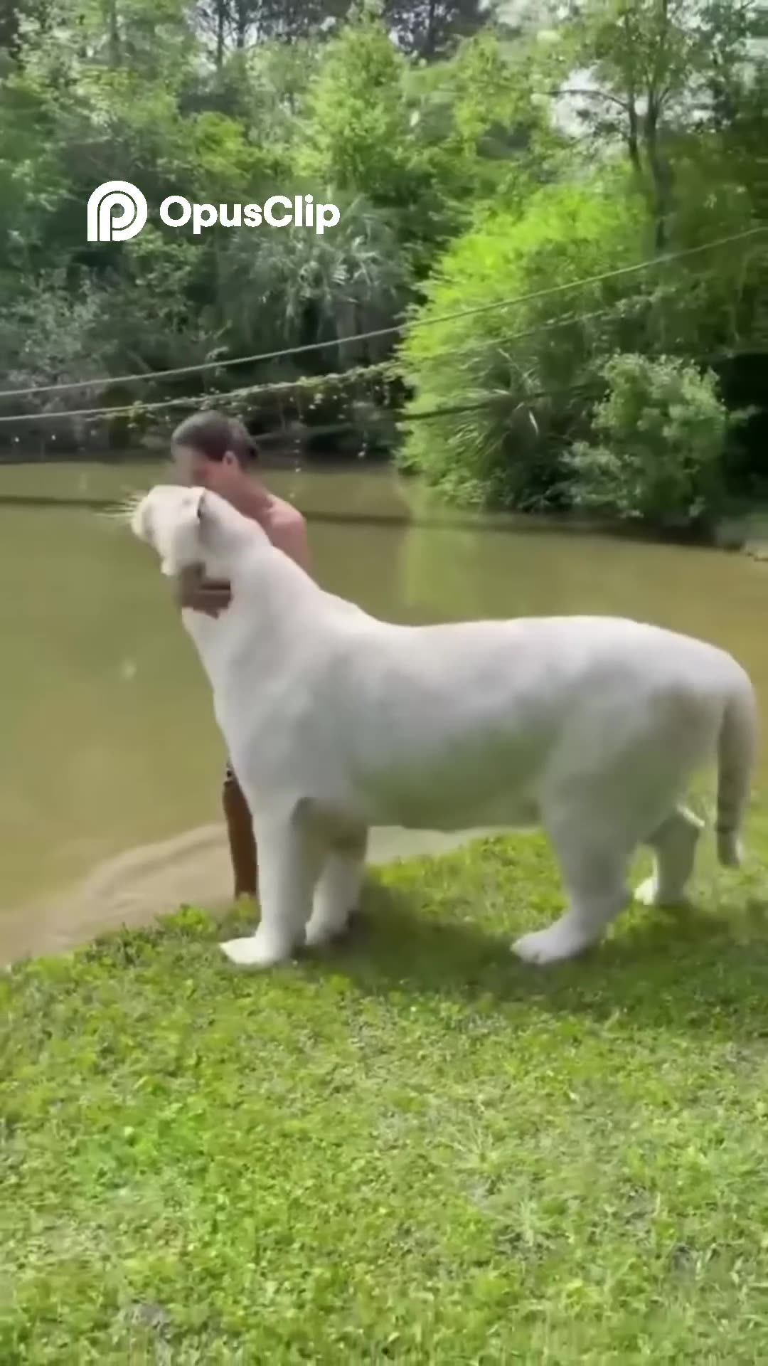 Best Funny Animal Videos Of The Year 2024 Funniest Animals Ever Best Funny Animal Videos Of The Year 2024 Funniest Animals Ever