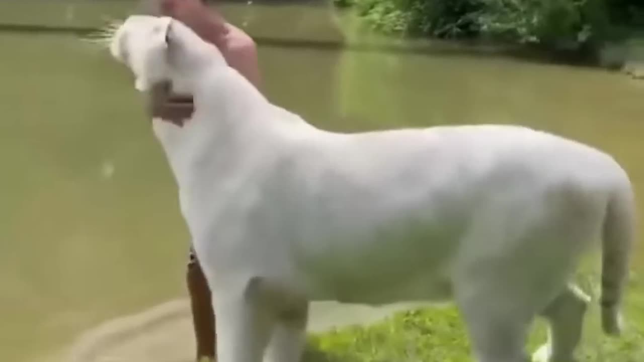 Best Funny Animal Videos of the year (2024), funniest animals ever. relax with cute animals video