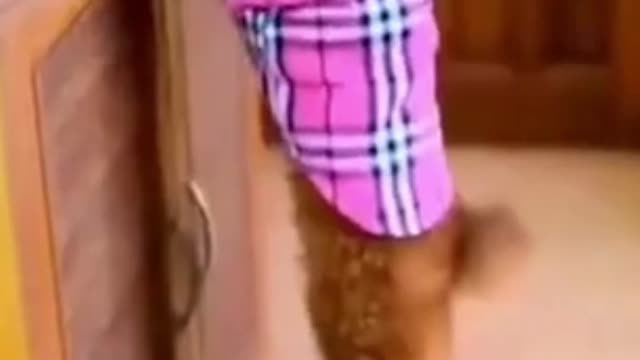 Hilarious Dog of Tik Tok! Try NOT to Laugh! #Shorts