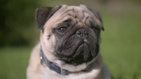 Dog Near Me In Action | #funnypets Rumble
