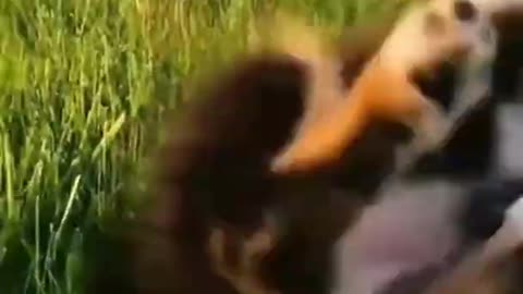 Weee 🐶 Cute and Funny Dogs