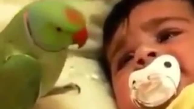 Kid is Weeping & Parrot Trying to Stop Him With Whistle- Funny Video