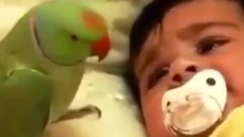 Kid is Weeping & Parrot Trying to Stop Him With Whistle- Funny Video