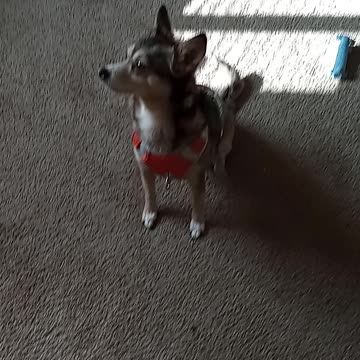 Marley being a good girl..