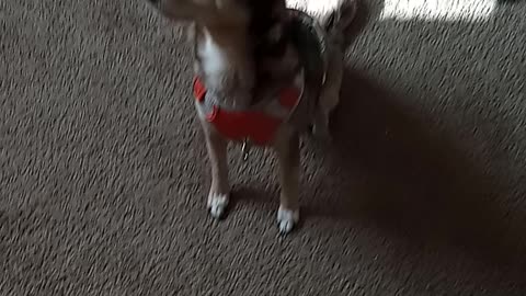 Marley being a good girl..