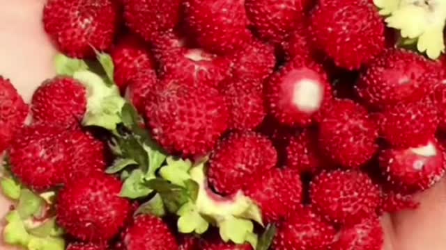 How fruits looked before humans