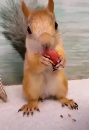 Cute and tame squirrels eat tomatoes give owner