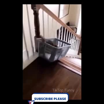 Funny animals try not to laugh