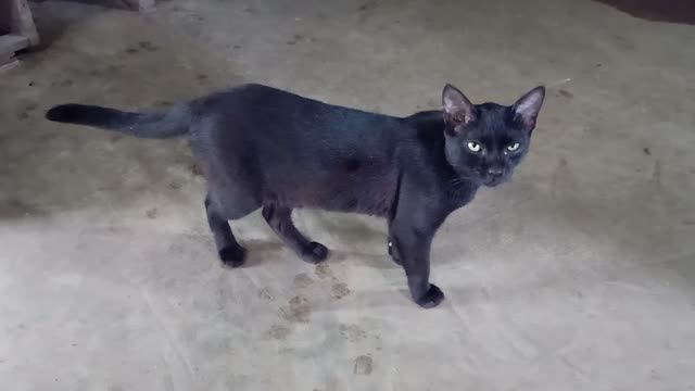 Black cat eating fish