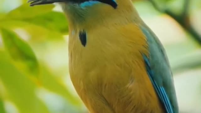 Beautiful bird sitting on a tree branch 😌