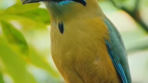 Beautiful bird sitting on a tree branch 😌