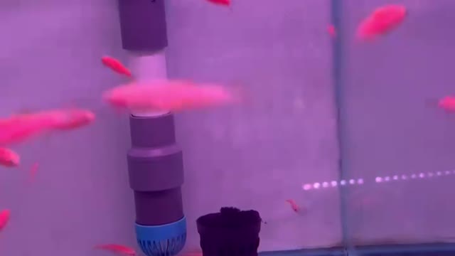 Small fish like small flames are scattered in the fish tank and it's cute