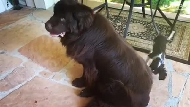 Huge Newfoundland meets tiny Cavalier Spaniel puppy for the first time