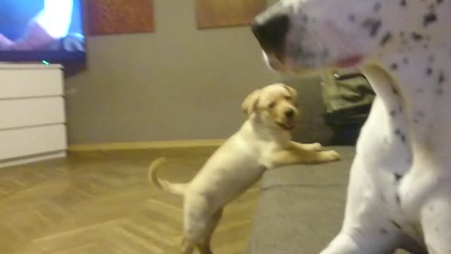 Puppy trying to climb on sofa