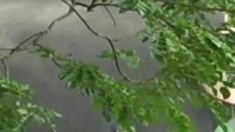 തിരുനക്കര ശിവൻ.. തേവരുടെ മാനസപുത്രൻ.! ഇതാണ് ആനച്ചെവി