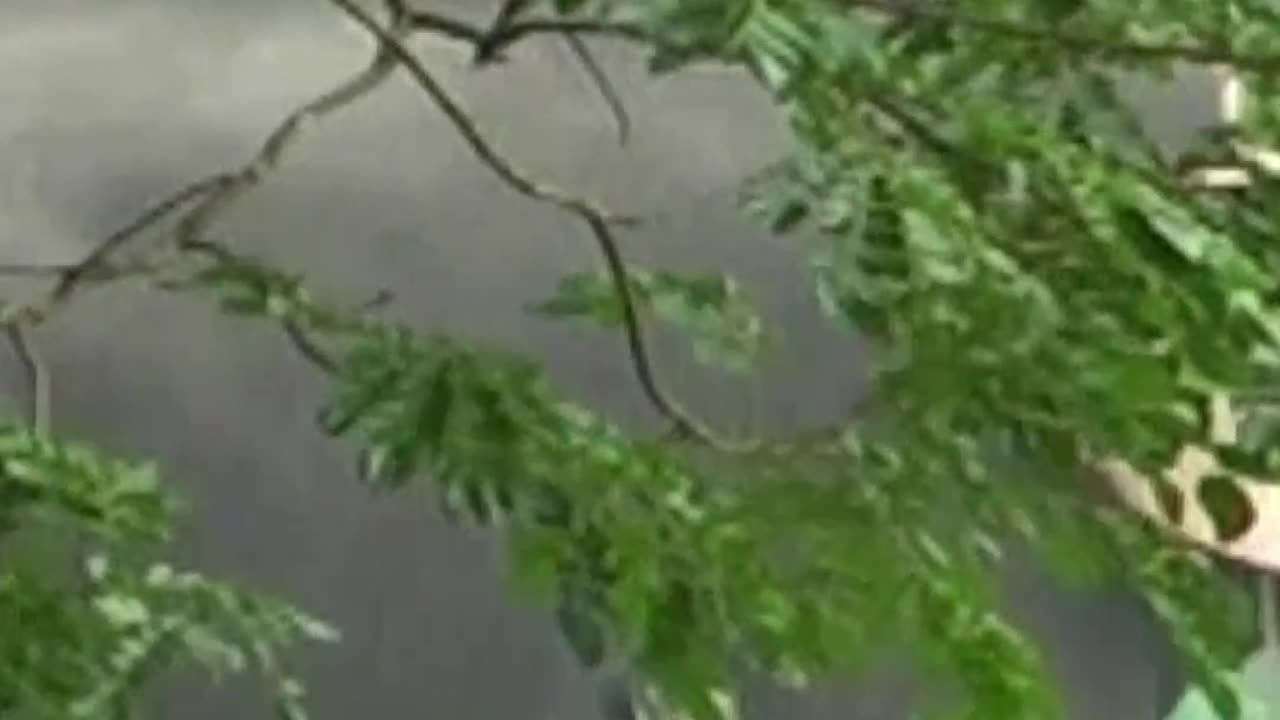 തിരുനക്കര ശിവൻ.. തേവരുടെ മാനസപുത്രൻ.! ഇതാണ് ആനച്ചെവി