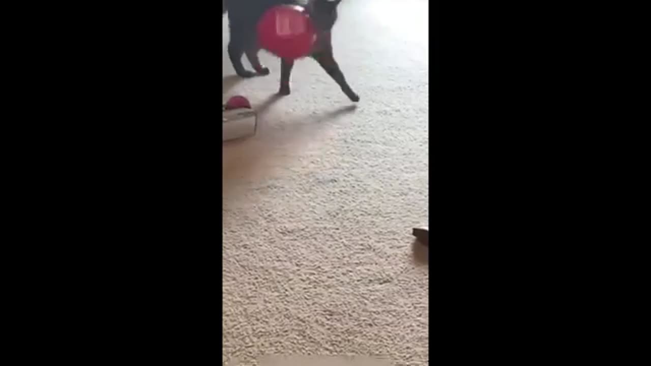 Funny animal video 😂😂